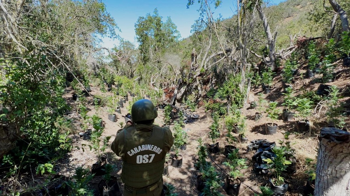 12.000 plantas de marihuana se han decomisado en la región de Coquimbo