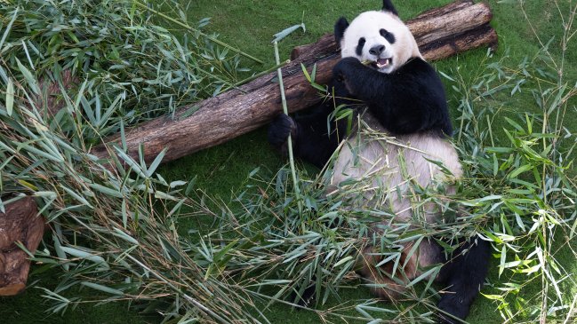 Pandas gigantes regresarán a China después de dos décadas en zoológico de Memphis