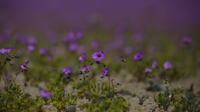 Chile aprueba la creación del Parque Nacional Desierto Florido