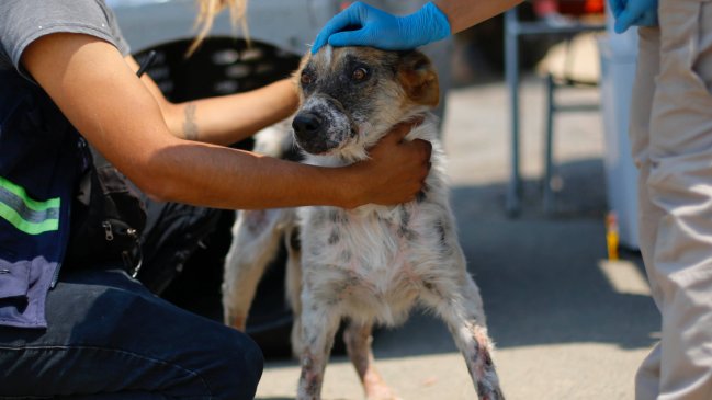 Cómo ayudar a los animales afectados por el incendio de Valparaíso