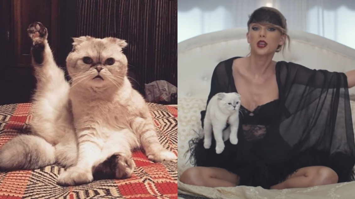 Gata de Taylor Swift es nombrada como una de las mascotas más ricas del mundo