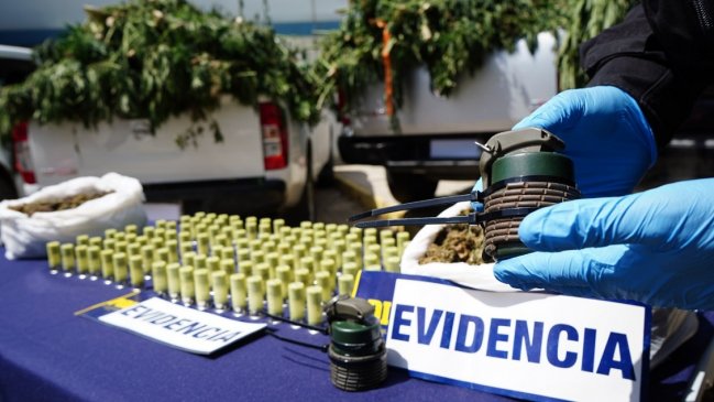 Trece millones de dosis de marihuana fueron incautadas en Los Vilos