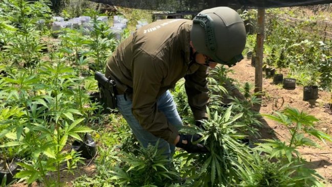 OS-7 detectó plantación de marihuana en Pucón: 496 plantas incautadas