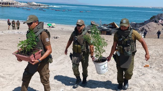 Desalojo del borde costero de Antofagasta terminó con un hombre detenido por tener 21 plantas de marihuana