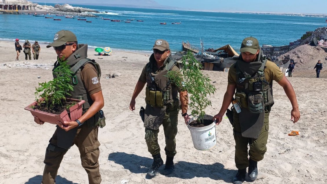 Desalojo del borde costero de Antofagasta terminó con un hombre detenido por tener 21 plantas de marihuana