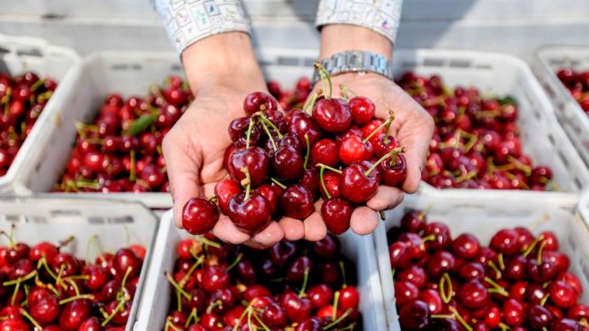 Puerto de China abre ruta marítima directa para importaciones de cerezas chilenas