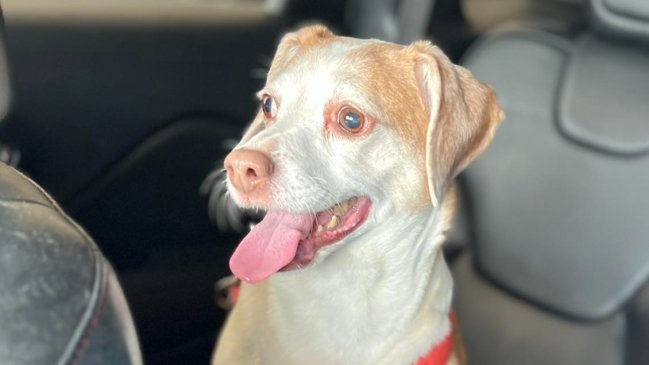 Perrita fue abandonada en un aeropuerto por su dueña para no pagar un pasaje extra