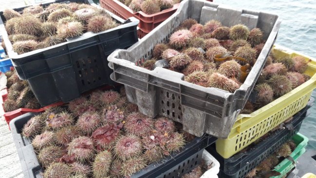 Polémica por indicación que permite a pescadores de Los Lagos extracción permanente en costas de Aysén