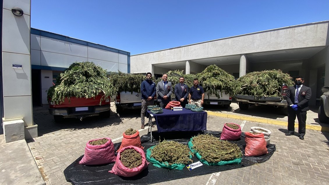 28 mil plantas de marihuana fueron incautadas en quebradas de Los Vilos