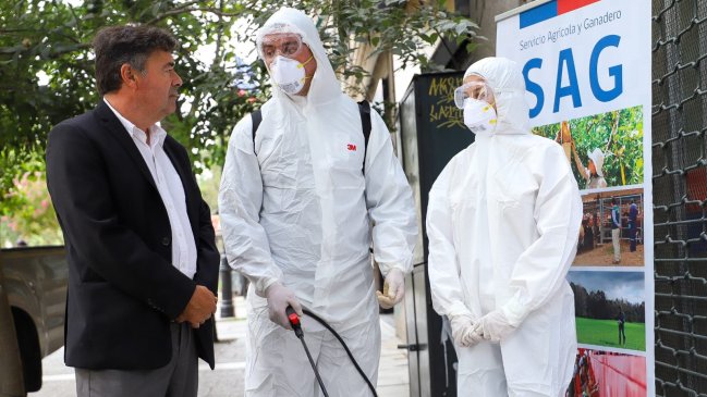 Influenza aviar en Chile: Gobierno llama a no manipular aves enfermas o muertas