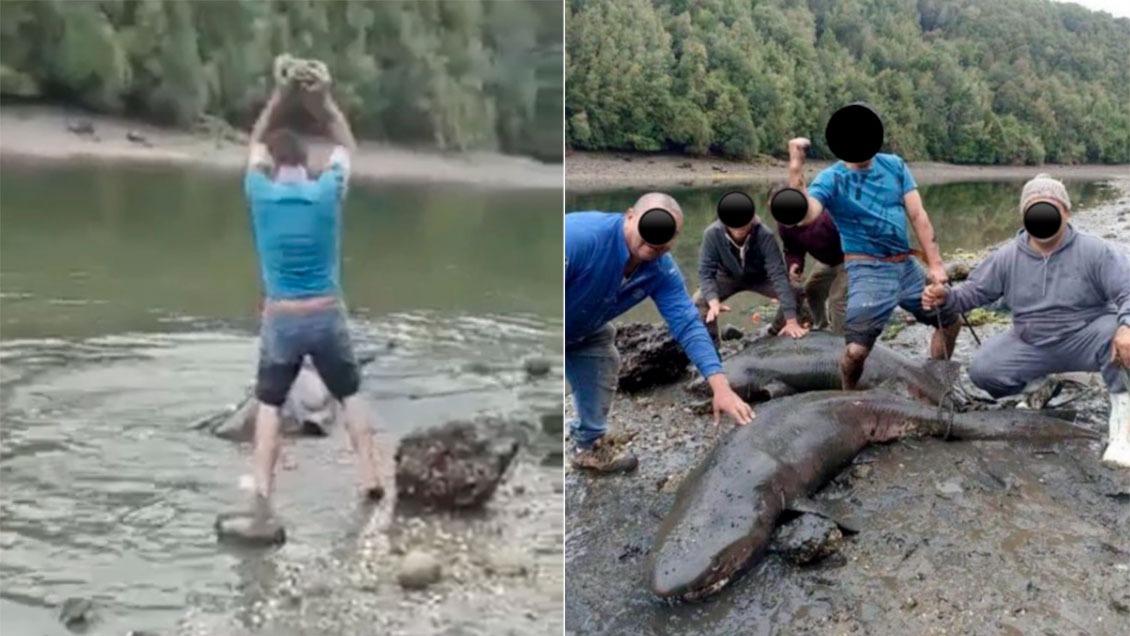 Sernapesca presentó denuncia por cruel agresión a tiburones en Chiloé
