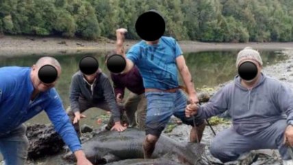   Crueldad: Sujetos amarraron a tiburones y los masacraron a pedrazos en Chiloé 