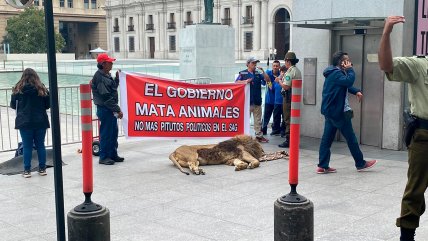   Inédita protesta instaló a un león muerto frente a La Moneda 