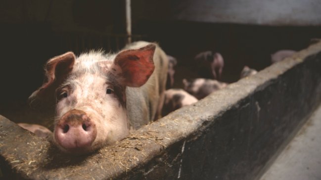   Cerdo mata al carnicero que lo iba a sacrificar en matadero de Hong Kong 
