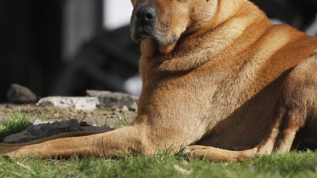  Denuncian masiva matanza de perros comunitarios en el sector Maule de Coronel  