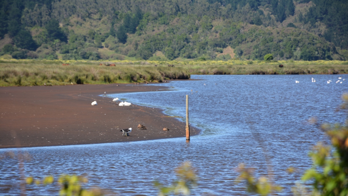 Formalizaron a 20 personas por toma en un Santuario de la Naturaleza en Hualpén