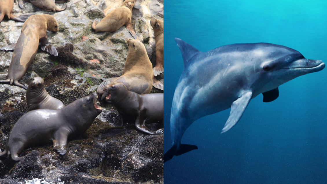 Perú reporta gripe aviar en tres lobos marinos y un delfín