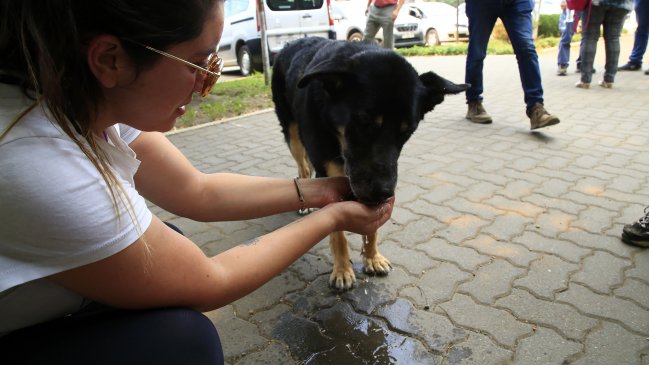 Municipalidad de San Miguel organizó punto de acopio para los animales afectados por los incendios