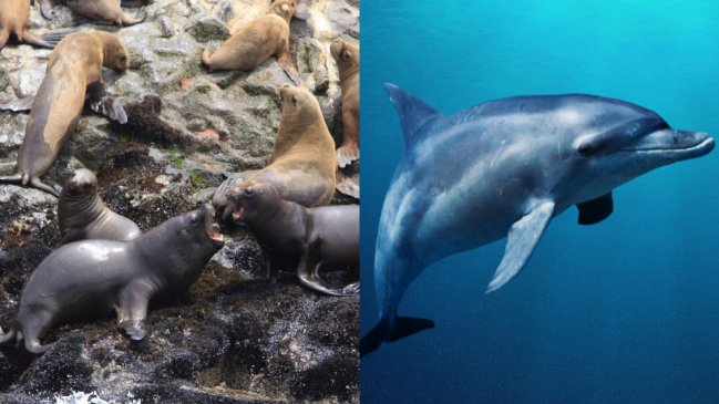   Perú reporta gripe aviar en tres lobos marinos y un delfín 