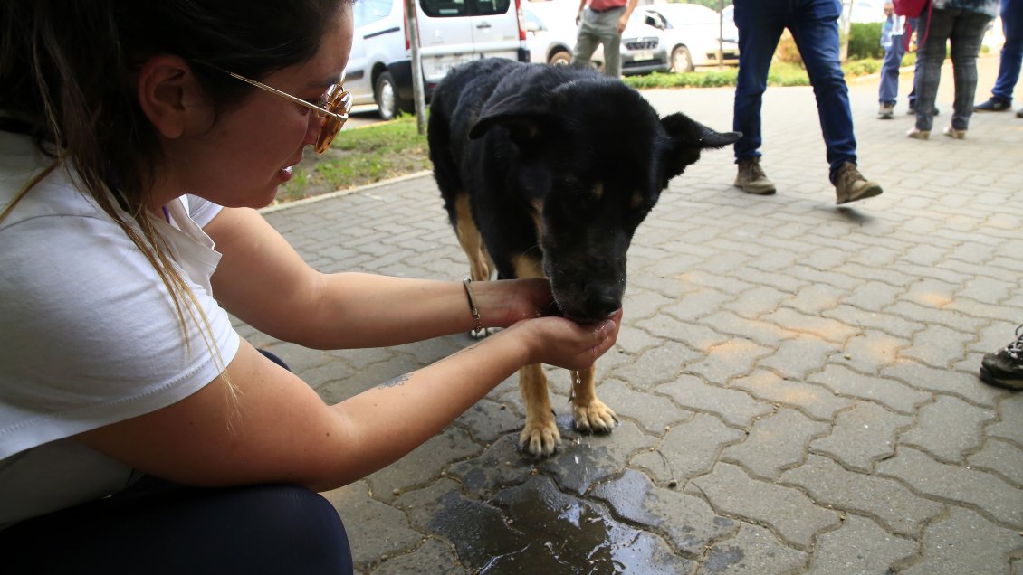 Municipalidad de San Miguel organizó punto de acopio para los animales afectados por los incendios