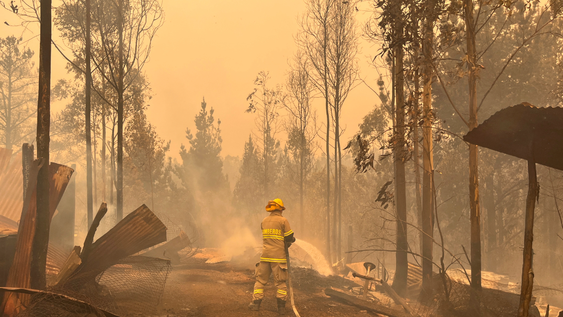 Alcalde de Purén: No soy antiempresas, pero hay que regular los monocultivos