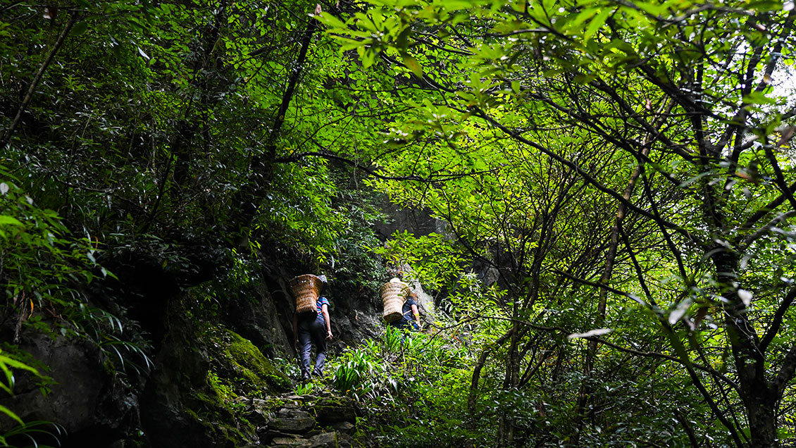 China ampliará reserva forestal nacional en 2,4 millones de hectáreas