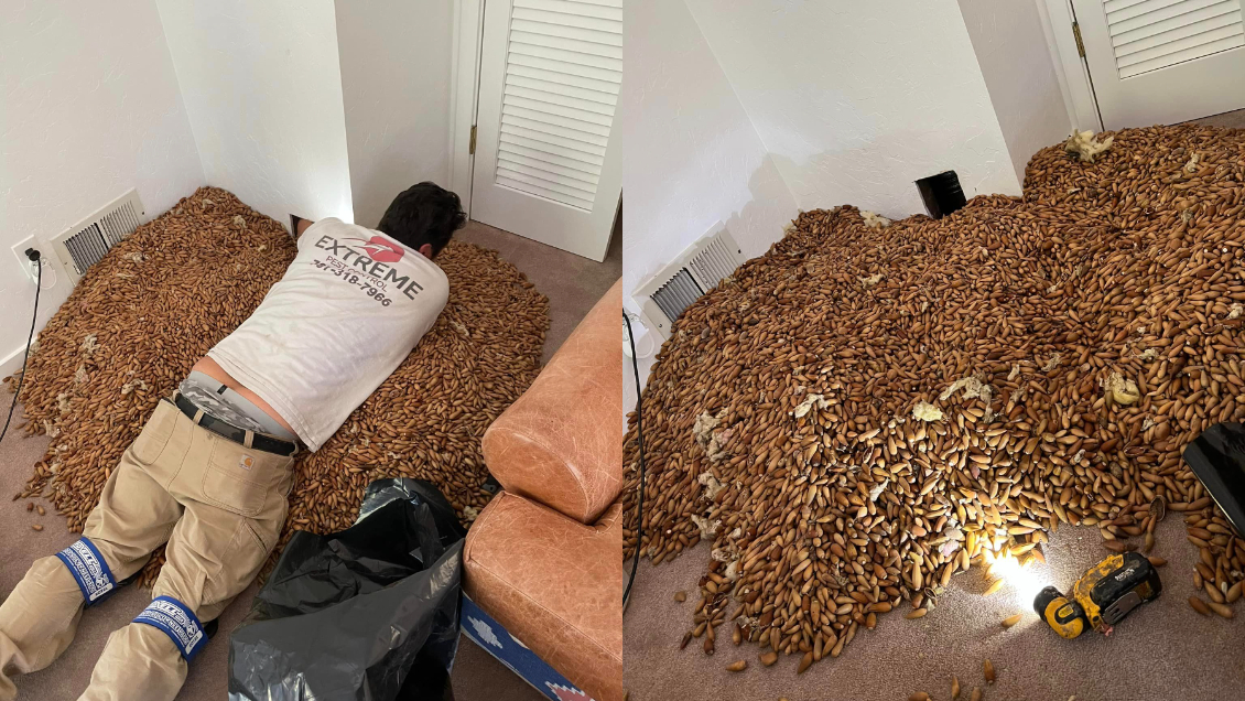 Quiso arreglar su casa y se sorprendió con lo que escondían sus paredes: 