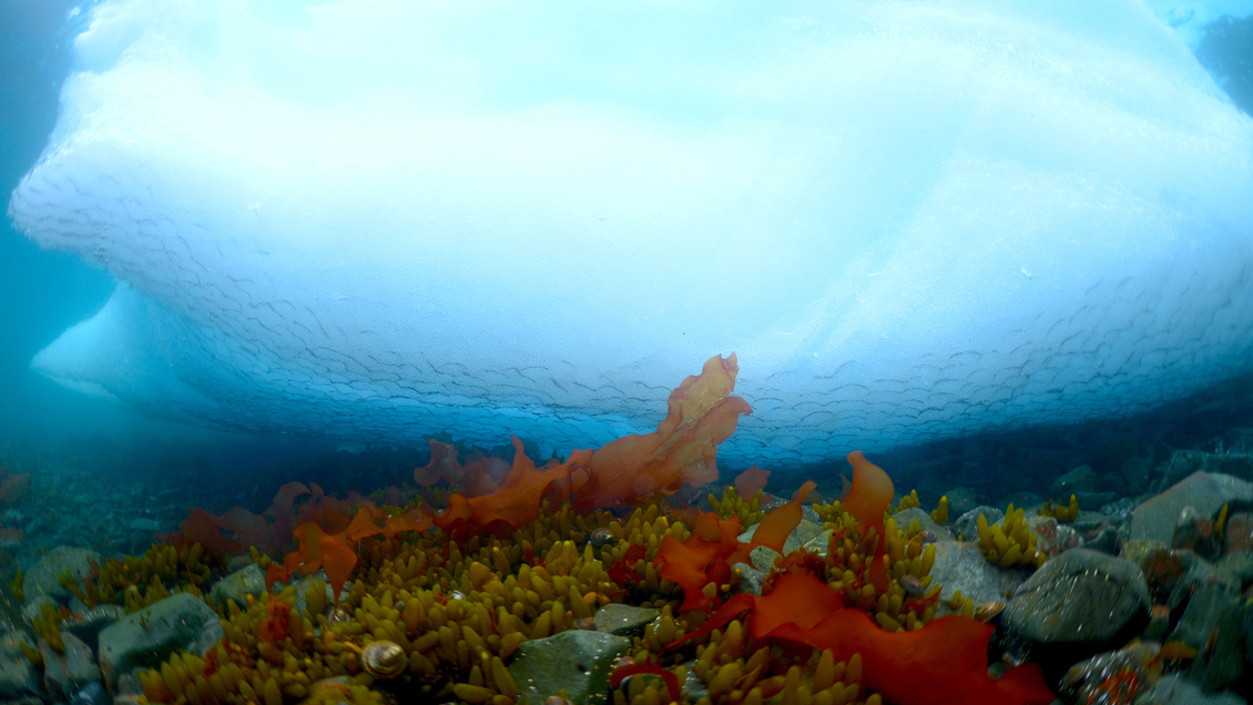 Científicos chilenos descubren inusual hábitat en la Antártica: Se genera por desprendimiento de hielo