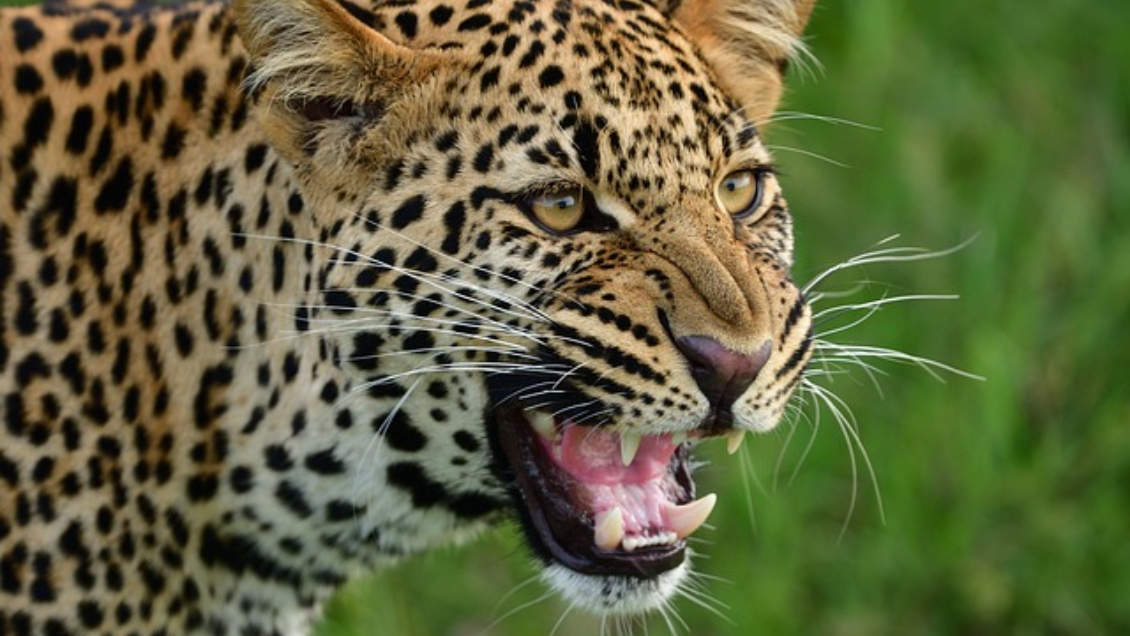 Leopardo irrumpe en tribunal de India y deja a 5 personas heridas
