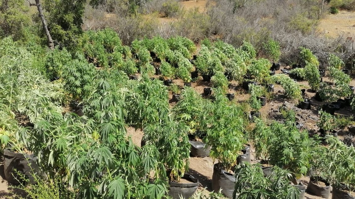 Casi un cuarto de millón de plantas de marihuana se han incautado en la región de Coquimbo