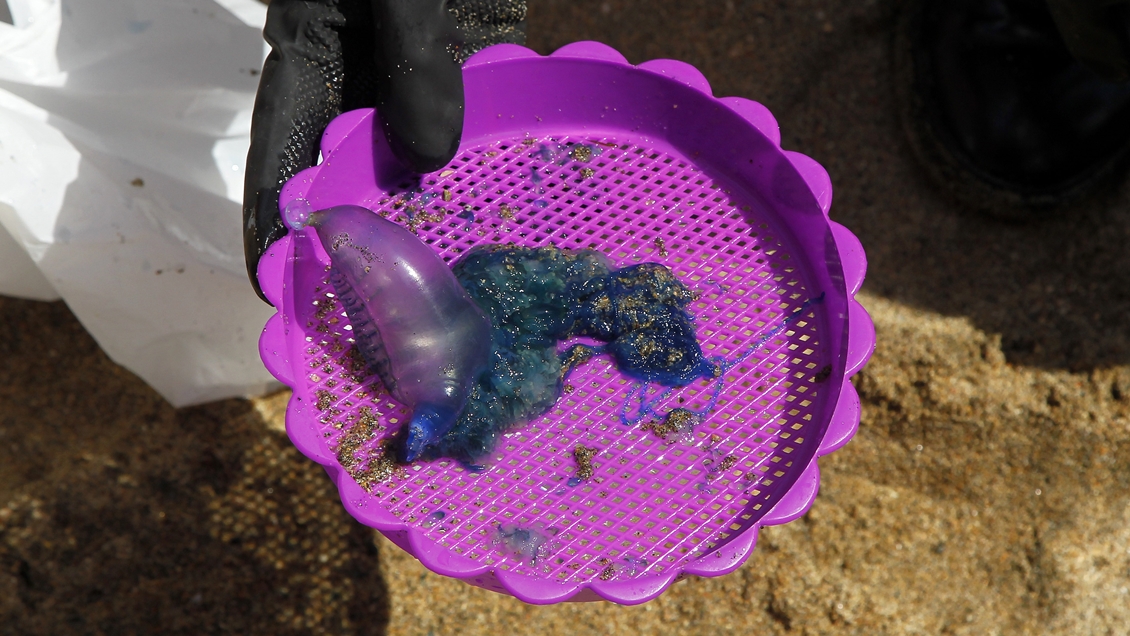 Por fragata portuguesa: Seremi prohibió ingresar a seis playas entre Coquimbo y Valparaíso