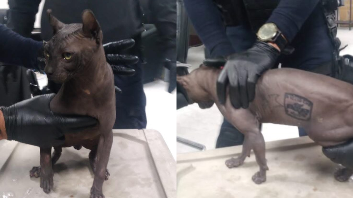 Maltrato animal: Rescatan a un gato tatuado de una cárcel de México