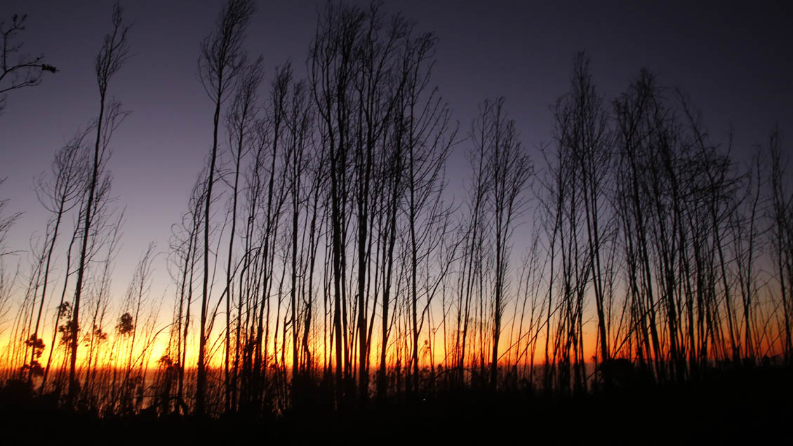 Fiscal de La Araucanía: No hay antecedentes para afirmar que hay grupos organizados tras incendios