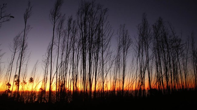 Fiscal de La Araucanía: No hay antecedentes para afirmar que hay grupos organizados tras incendios