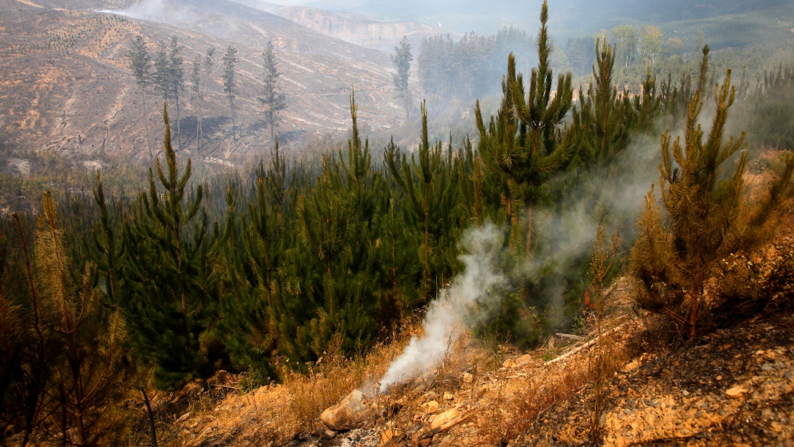 Gobierno y pacto con industria forestal: en democracia las regulaciones siempre pueden ser revisadas