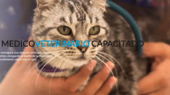 Clínica veterinaria deberá pagar cuatro millones de pesos por extravío de un gato