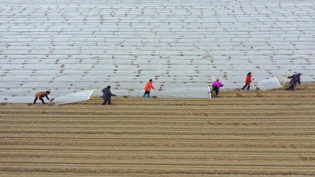 Agricultura de primavera se vuelve inteligente y ecológica a medida que avanza revitalización rural de China