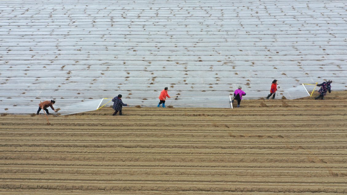 Agricultura de primavera se vuelve inteligente y ecológica a medida que avanza revitalización rural de China