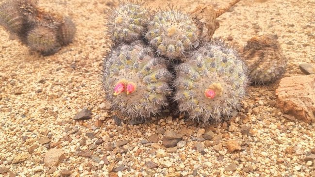 Detienen a turista por intentar robar un cactus desde el Parque Nacional Pan de Azúcar