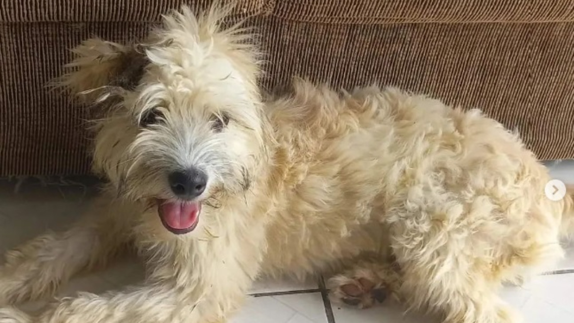 Compró un sofá de segunda mano y encontró a una perrita abandonada en su interior