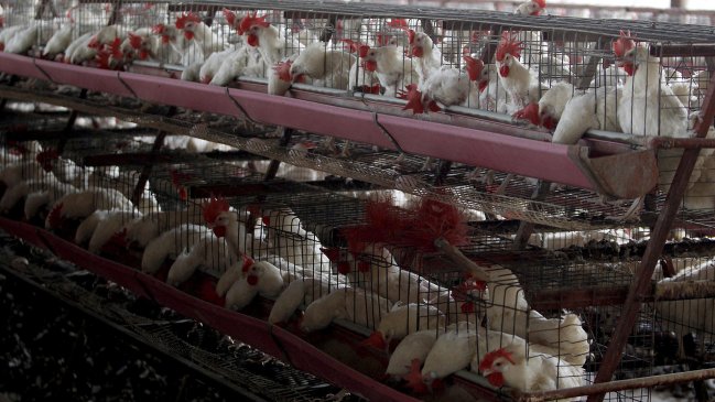  Argentina suma ocho casos de gripe aviar y controla el circuito comercial  