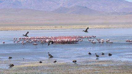   Salar del Huasco obtuvo categoría de parque nacional tras años de tramitación 