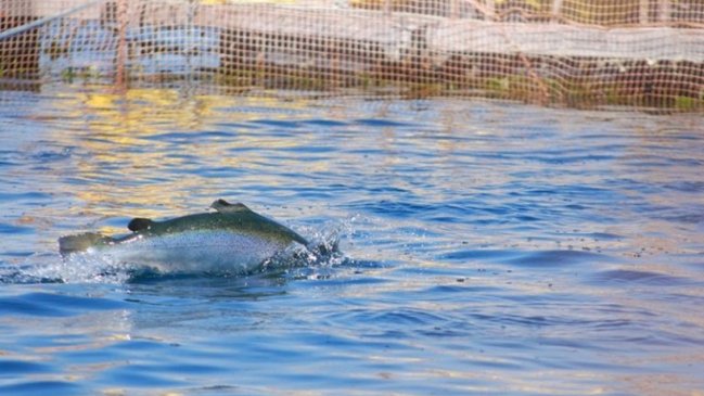 Salmonera denunció sabotaje en centro de cultivo en Llanquihue: Más de 60 mil peces escaparon