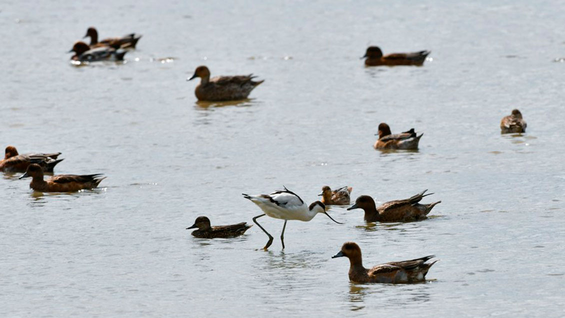 China lanzó plan para proteger los pasos migratorios de las aves