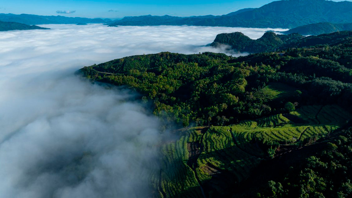 Provincia china implementará reglas sobre conservación de árboles antiguos de té