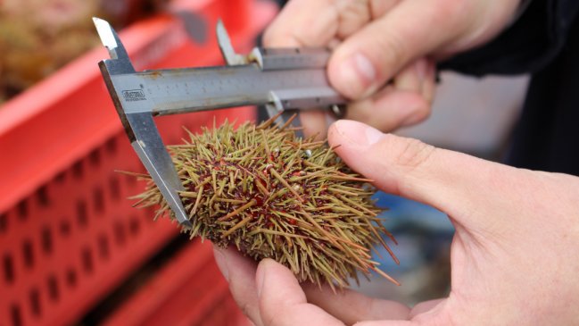 Aysén: Tribunal impone multa de 64 millones de pesos por extracción ilegal de erizos