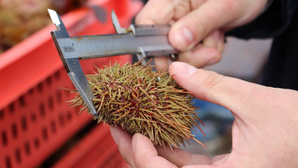 Aysén: Tribunal impone multa de 64 millones de pesos por extracción ilegal de erizos