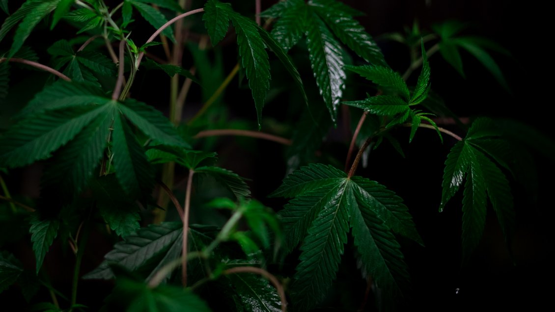 Perú aprobó reglamento que regula uso medicinal y terapéutico del cannabis