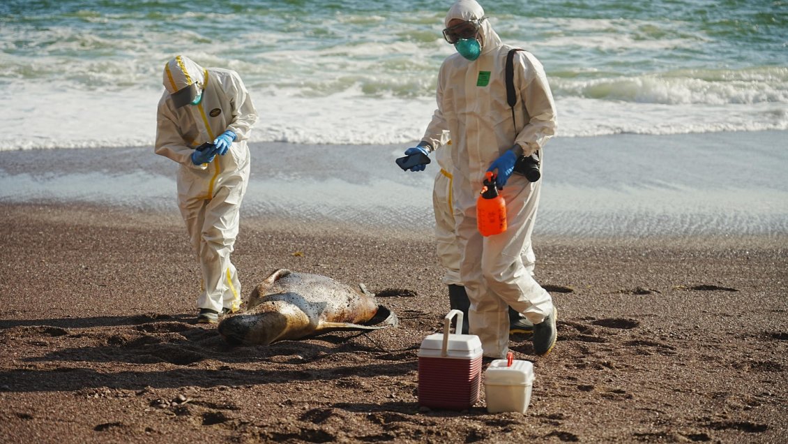 OMS: Todas las variantes de gripe aviar tienen cierto potencial pandémico