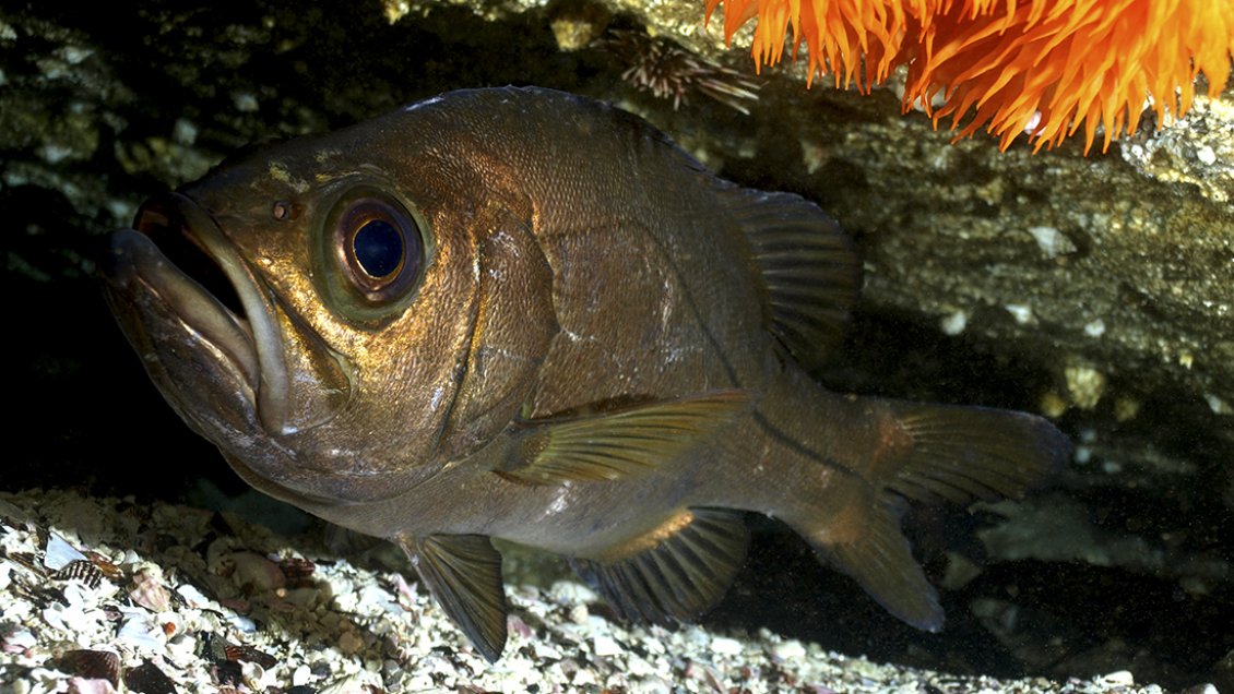 Ya se han recuperado 22.000 salmones que escaparon de centro de cultivo